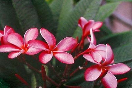 Plumerias